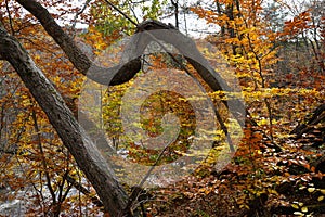 Twisted trunk of a tree with bright autumn foliage