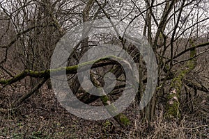 Twisted trunks of old trees pierced in the middle of a protected forest reserve