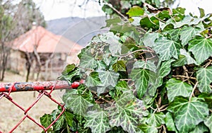 An ivy plant entangled in a wire fence