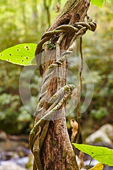 Twisted Vine on Weathered Tree - Forest Intimacy