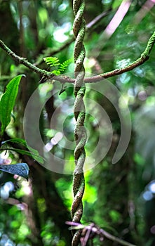 Twisted vines in Costa Rica