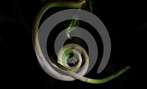 Twisted vines at night in Cahuita, Costa Rica