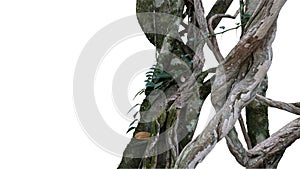 Twisted wild liana big jungle vines plant with moss, lichen and