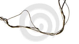 Twisted wild liana jungle vine isolated on white background, clipping path included photo