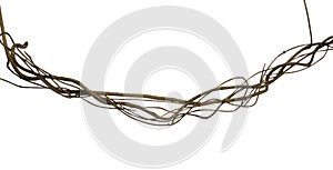 Twisted wild liana jungle vine isolated on white background, clipping path included photo