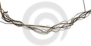 Twisted wild liana jungle vine isolated on white background, clipping path included