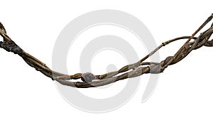 Twisted wild liana jungle vine plant isolated on white background, clipping path included.