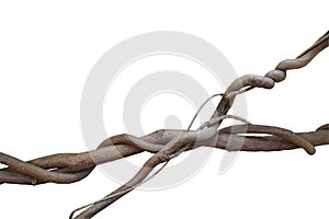 Twisted wild liana jungle vines plant isolated on white background, clipping path included.