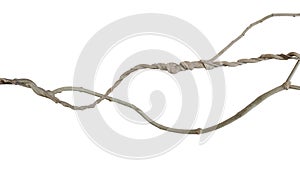 Twisted wild liana jungle vines plant isolated on white background, clipping path included