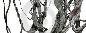 Twisted wild liana messy jungle vines plant with moss, lichen an