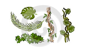 Twisted Wild Lianas with Green Twining Plants Vector Set