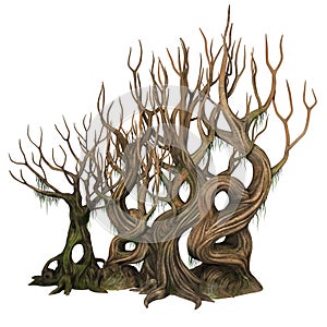 Twisted wildwood trees