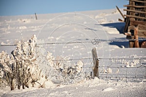 Twisted Wire By Rabbitbrush In Winter photo