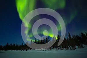 Twisting Aurora Borealis Lights in Midnight Blue Sky over Forest