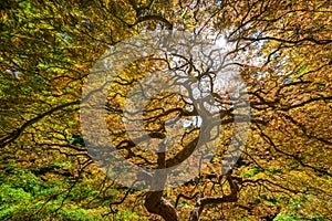 Twisting branches of a Japanese Maple Tree with autumn colors