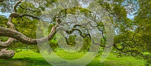 Twisting branches of a Japanese Maple Tree