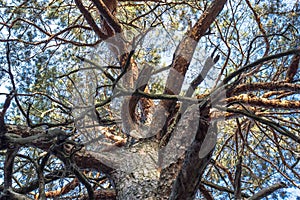 The twisting branches of a large tree