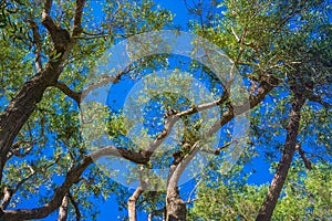 Twisting Branches of Eucalyptus Tree