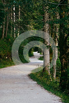 Twisting track leading through dense forest