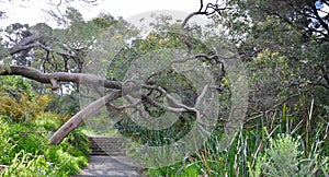 Twisting Trees: Path in King's Park, Perth