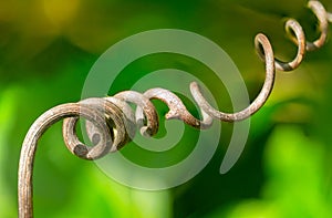 Twisting and Winding photo