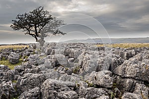 Twistleton Scar above Ingleton Waterfalls in the Yorkkshire Dales