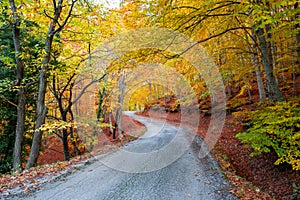 Twisty autumn road