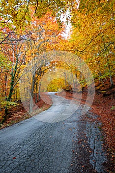 Twisty autumn road