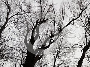 Twisty bare branches of a white willow Salix alba against a cloudy sky. Texture. Horizontal photography. Book cover