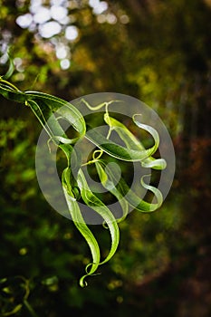 Twisty bright green lush leaved growing