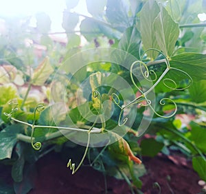 Twisty pea vines