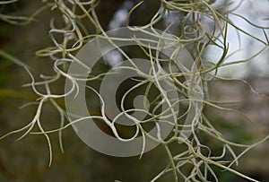 Twisty plant hangings