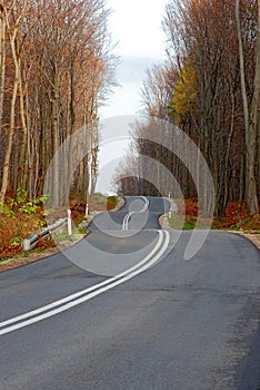 Twisty road in the autumn forest