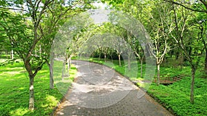 Twisty road in the park with green trees shine in the golden sunshine