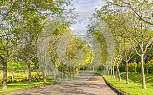 Twisty roads in the park