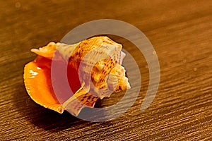 Twisty shell on a wooden table.