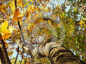 Twisty Tree with Autumn Leaves