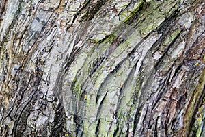 Twisty tree bark texture, rough wood pattern,   closeup of old bark surface