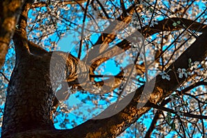 Twisty trunk of blooming apple tree with white flowers. Spring blossom. Blue sky background. Embossed orange brown bark. sun