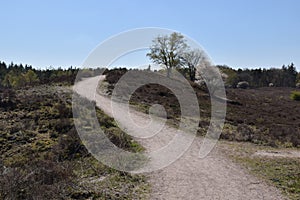 Twisty uphill hiking trail on the Renderklippen, Veluwe, The Netherlands