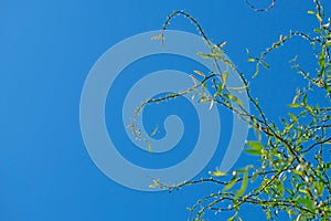 Twisty willow branches against the sky. Spring, place for text