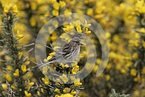 Twite, Carduelis flavirostris