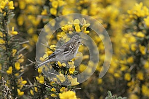 Twite, Carduelis flavirostris