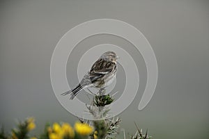 Twite, Carduelis flavirostris