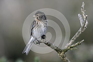 Twite, Carduelis flavirostris