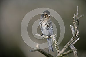 Twite, Carduelis flavirostris