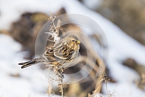 Twite Carduelis flavirostris bird closeup