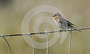 A Twite, Carduelis flavirostris, perched on a wiire fence.