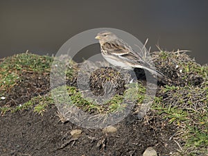 Twite, Linaria flavirostris