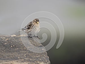 Twite, Linaria flavirostris